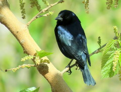 Molothrus bonariensis