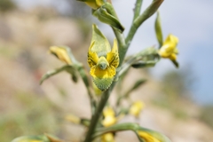 Chloraea galeata