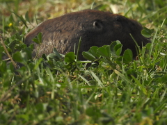Cratogeomys merriami