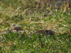 Cratogeomys merriami