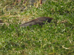 Cratogeomys merriami