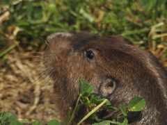 Cratogeomys merriami