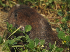 Cratogeomys merriami