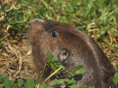Cratogeomys merriami