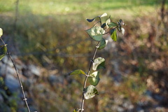 Lonicera