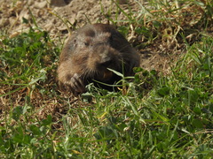 Cratogeomys merriami