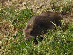 Cratogeomys merriami