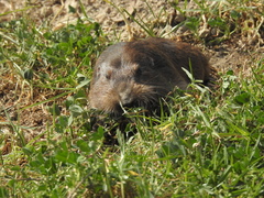 Cratogeomys merriami
