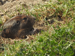 Cratogeomys merriami