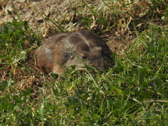 Cratogeomys merriami