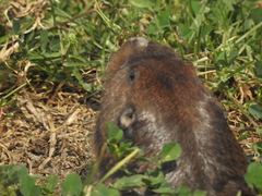 Cratogeomys merriami