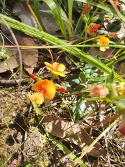 Bossiaea prostrata