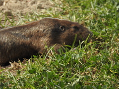 Cratogeomys merriami