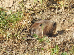 Cratogeomys merriami