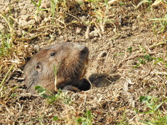 Cratogeomys merriami