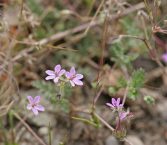 Erodium cicutarium cicutarium