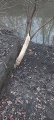 Castor canadensis