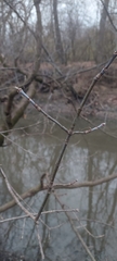 Castor canadensis