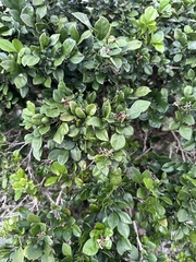 Murraya paniculata