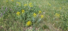 Euphorbia stepposa