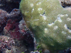 Porites