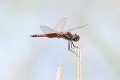 Tramea darwini
