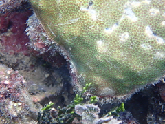 Porites