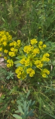 Euphorbia stepposa