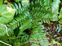 Adiantum