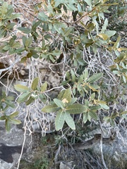 Quercus arizonica