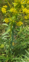Euphorbia stepposa