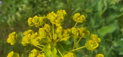 Euphorbia stepposa
