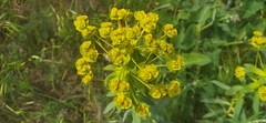 Euphorbia stepposa