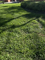 Alysicarpus vaginalis