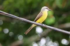 Tyrannus albogularis