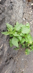 Chenopodiastrum murale