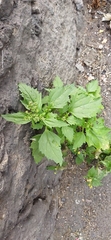 Chenopodiastrum murale