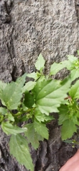 Chenopodiastrum murale