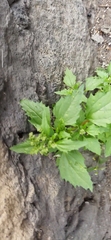 Chenopodiastrum murale