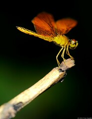 Perithemis electra