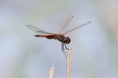 Tramea darwini