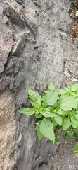 Chenopodiastrum murale