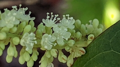 Coccoloba uvifera