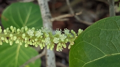 Coccoloba uvifera