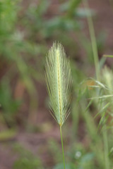 Hordeum murinum murinum