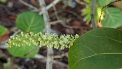 Coccoloba uvifera