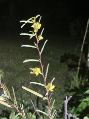Chamaecrista fasciculata