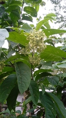 Iochroma arborescens