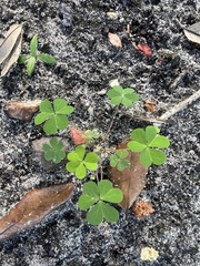 Parietaria floridana