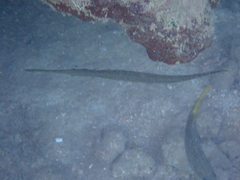 Aulostomus maculatus